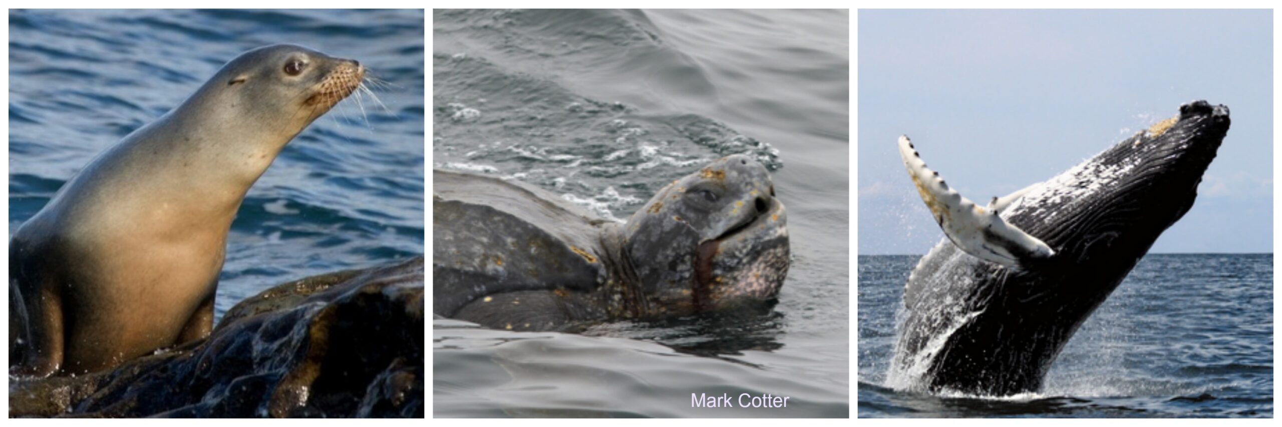 Turtle Island Calls to End California’s Driftnet Fishery