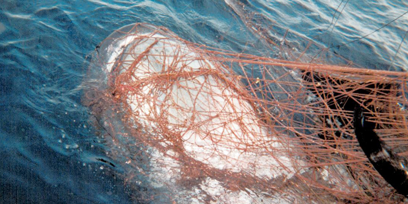 Turtle Island Restoration Network Sponsors Bill to Phase out California Driftnet Fishery to Protect Marine Wildlife