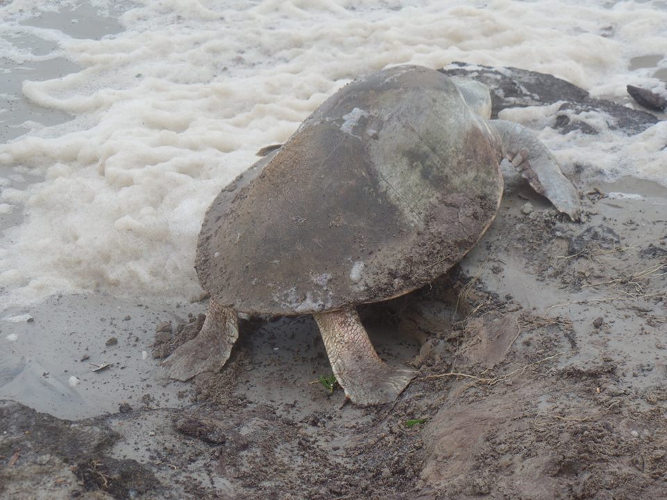 First Sea Turtle Nest of the Season