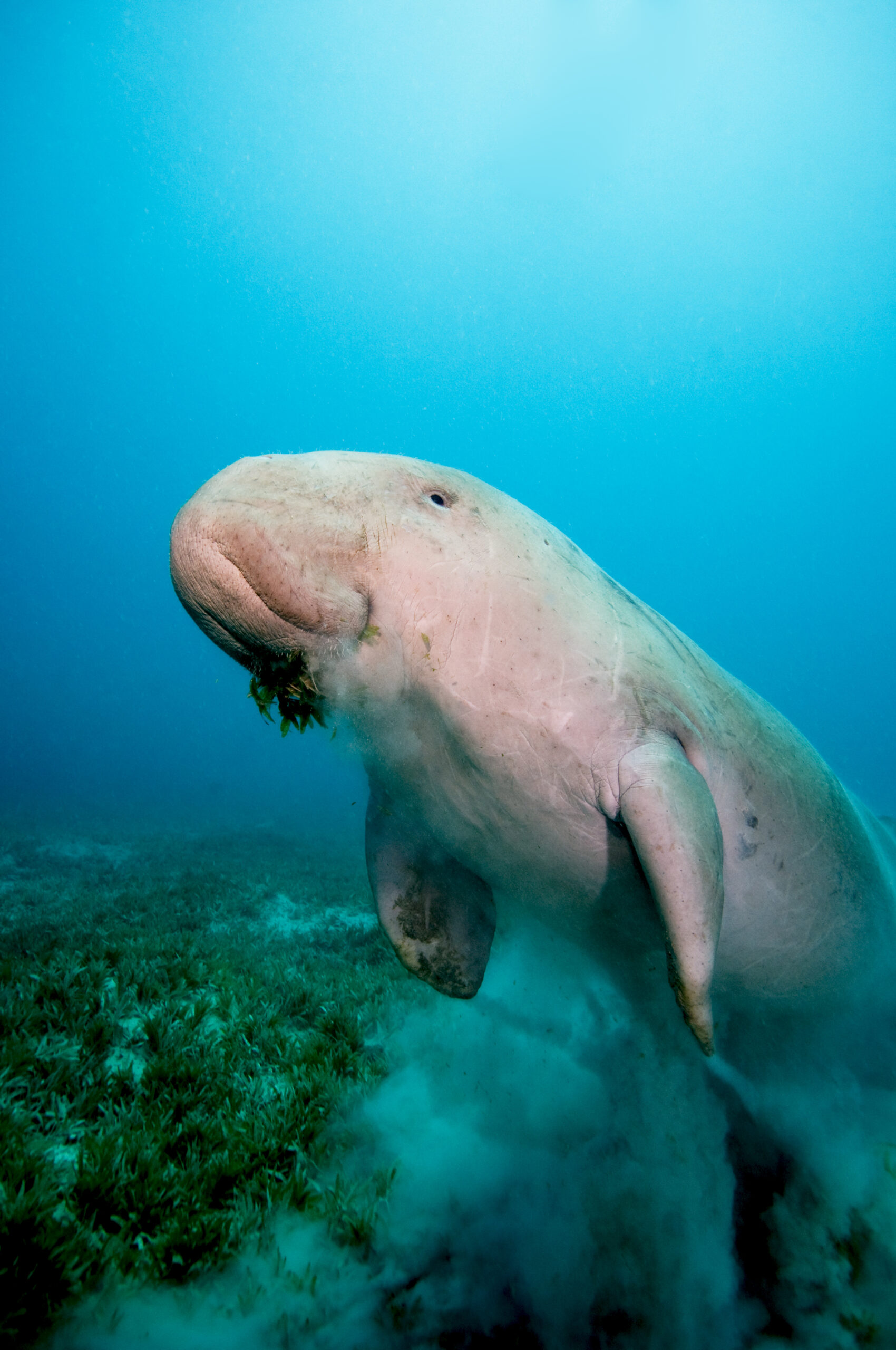 Protecting Dugongs in Japan from USA Military