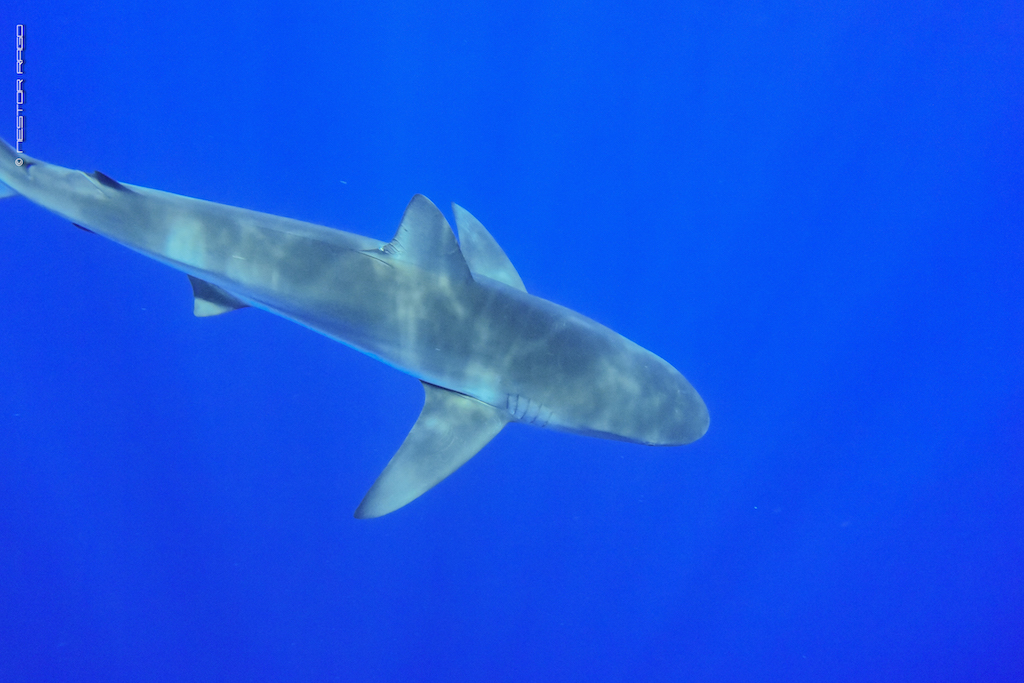 La propuesta Costarricense para Conservar el Tiburón Sedoso Menoscaba Esfuerzos Globales Para Conservar Tiburones
