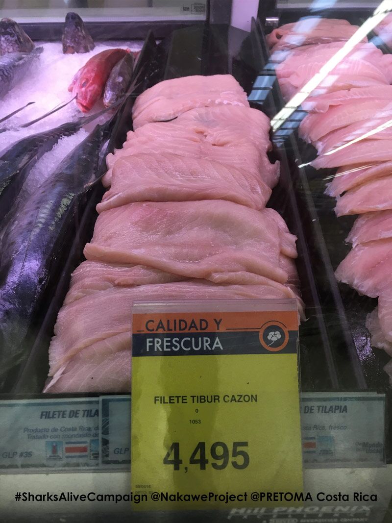 Study Shows Shark Meat in Costa Rican Markets Has High Levels of Toxic Mercury
