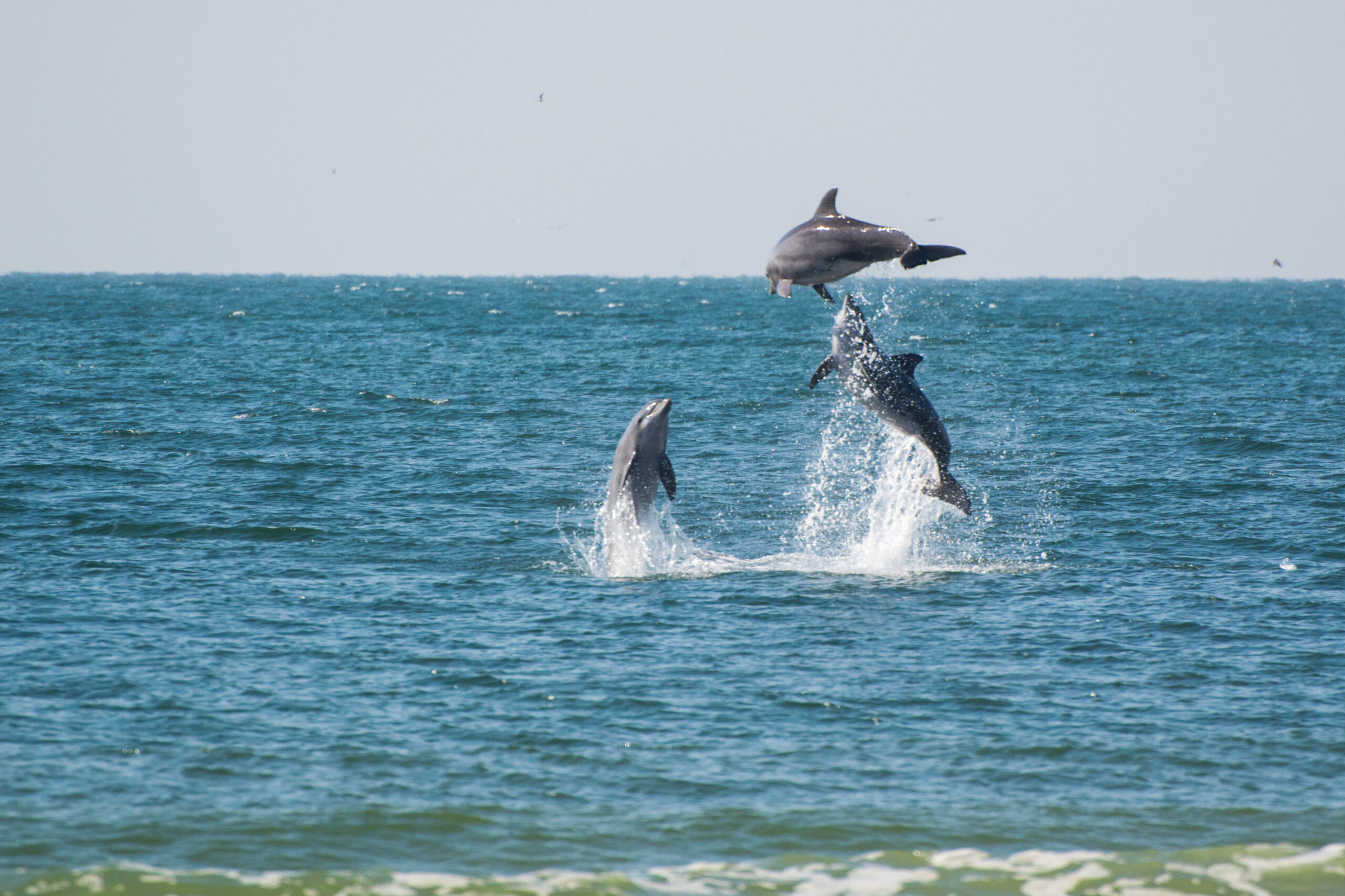 U.S. to World: Protect Dolphins, Whales or Lose Access to U.S. Seafood Market