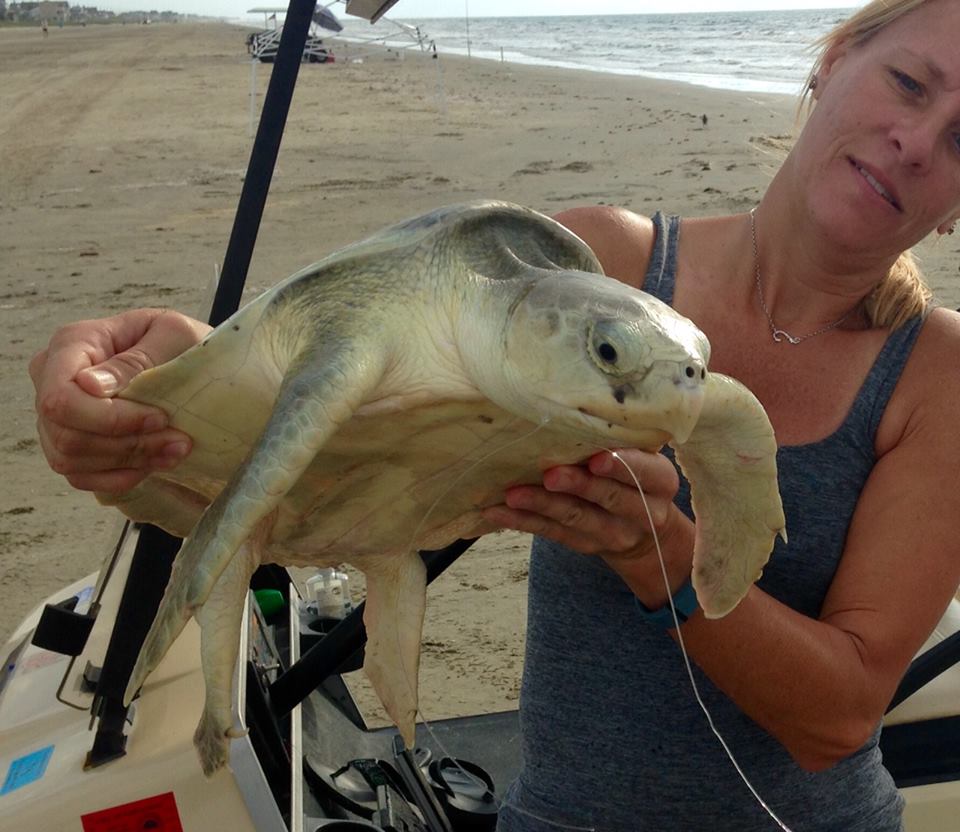 Turtle Island volunteers helps untangle fishing line from a Kemp’s ridley.