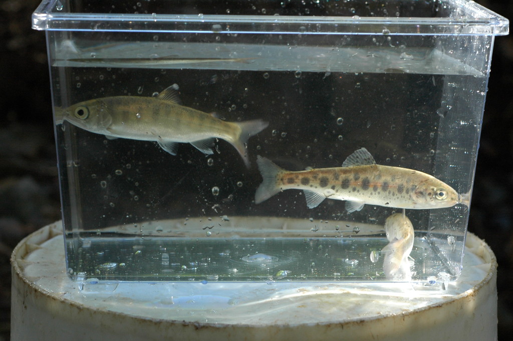 An instructional photo showing a Coho parr on the left and a Steelhead parr on the right.