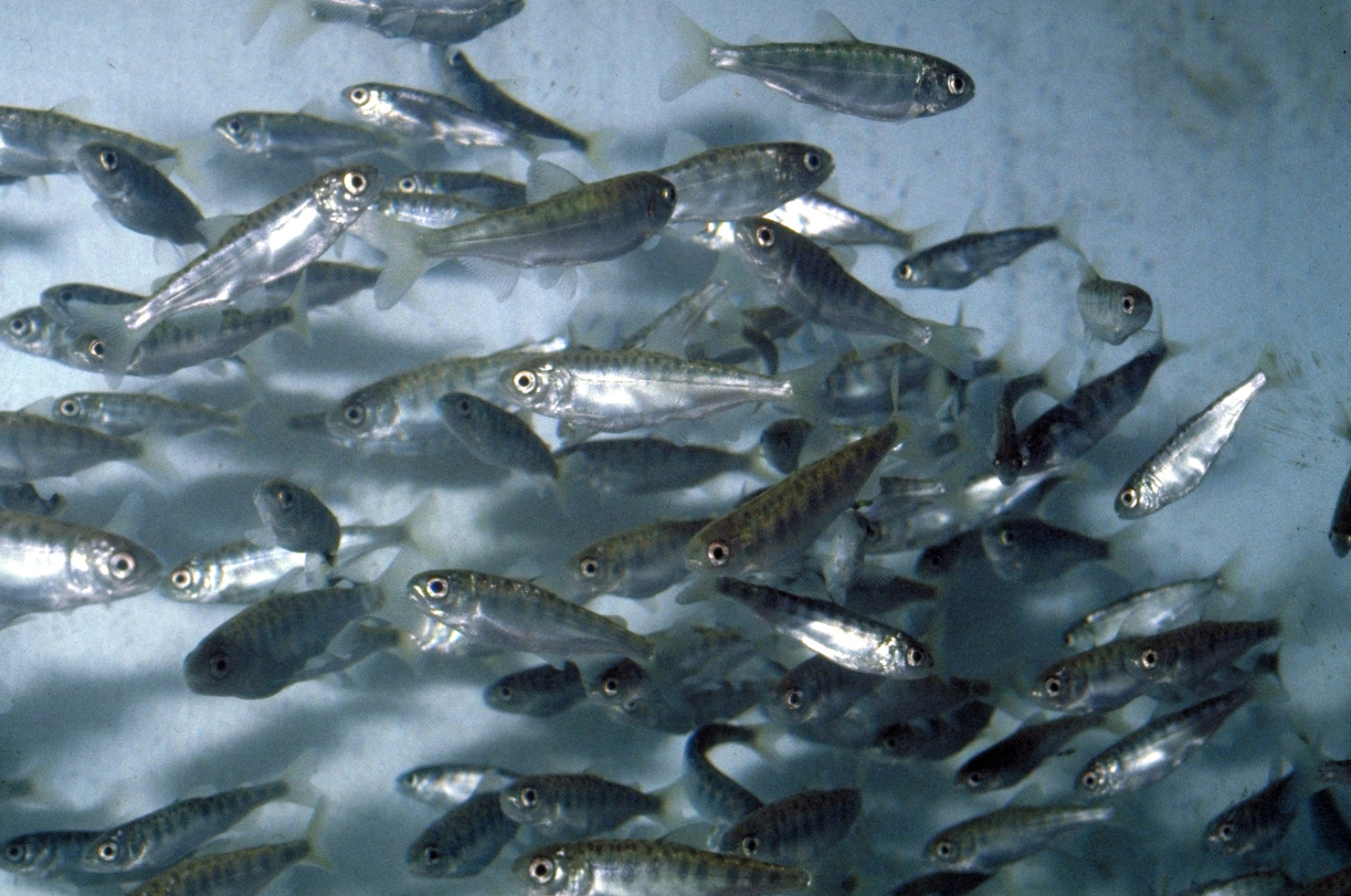 Record Breaking Year for Coho Smolts in 2023