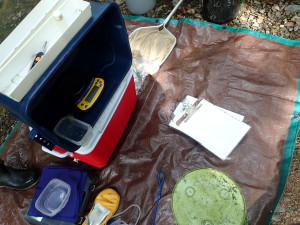 At the monitoring station, the storage cooler doubles as a table for the scale. We also have a BioMark to check for fish PIT tags, a tray to measure fish length and a clipboard with our data sheet. 