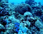 Stony corals - Photo courtesy of NOAA