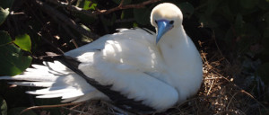 Red Footed Booby - courtesy of the USFWS