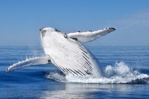 Humpback-whale-breaching-web