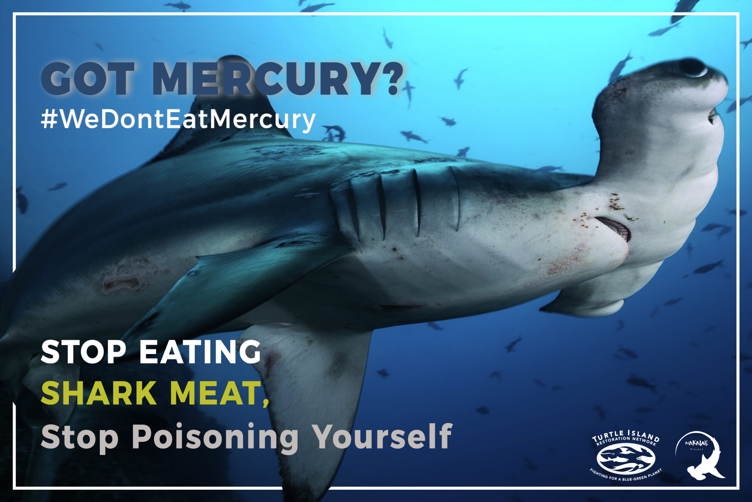 Campaña lanzada en México para advertir sobre los riesgos para la salud de comer carne de tiburón