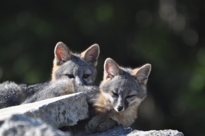 Grey fox kit DSC_0184