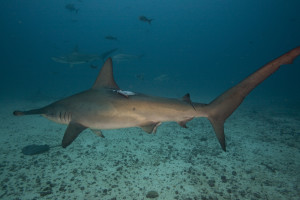 Hammerhead with acoustic tag. (c) Edwar Hereno