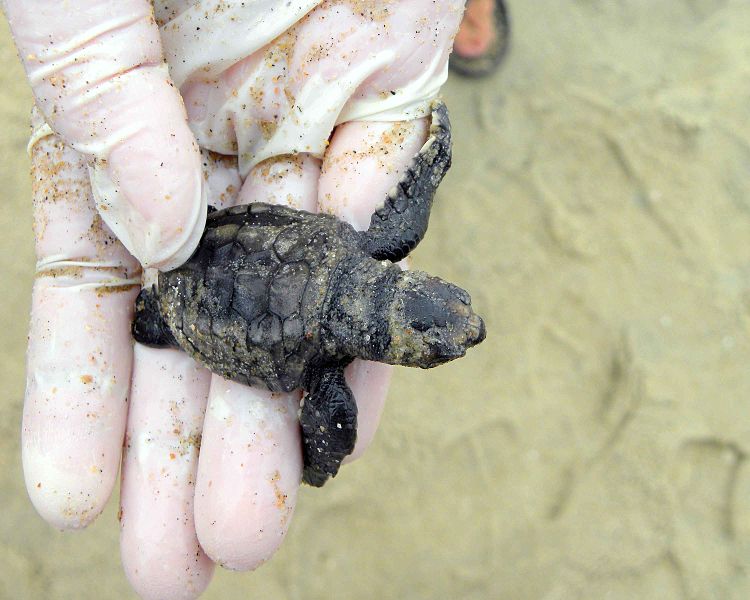 Good News for Sea Turtles