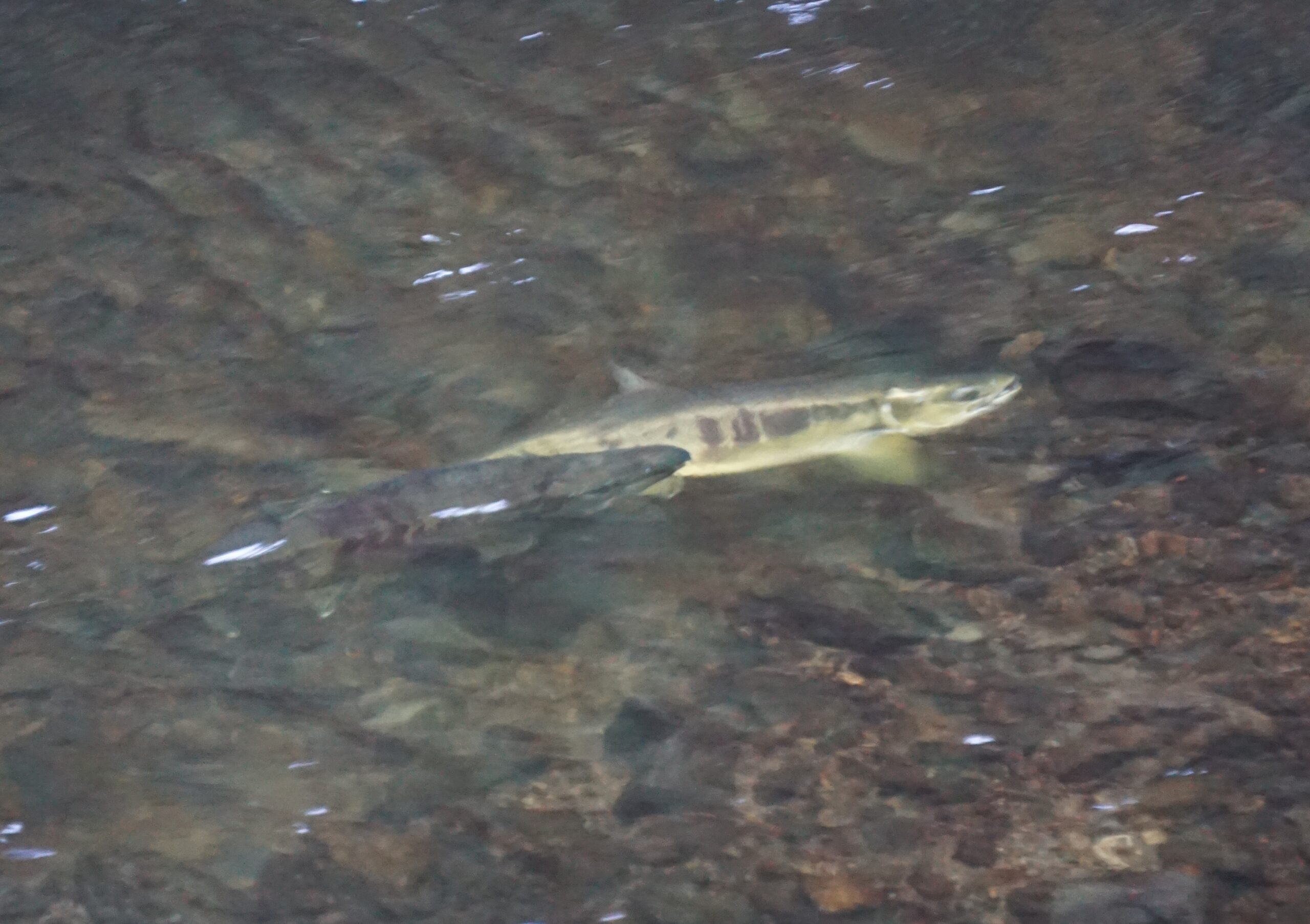 Rains Bring Highly Unusual Salmon Sightings in Marin County
