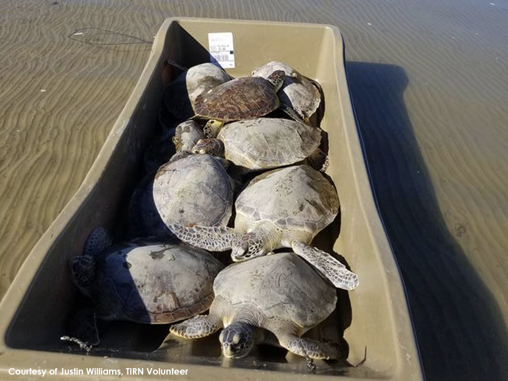 Stranded sea turtle? Call 1-866-TURTLE-5.