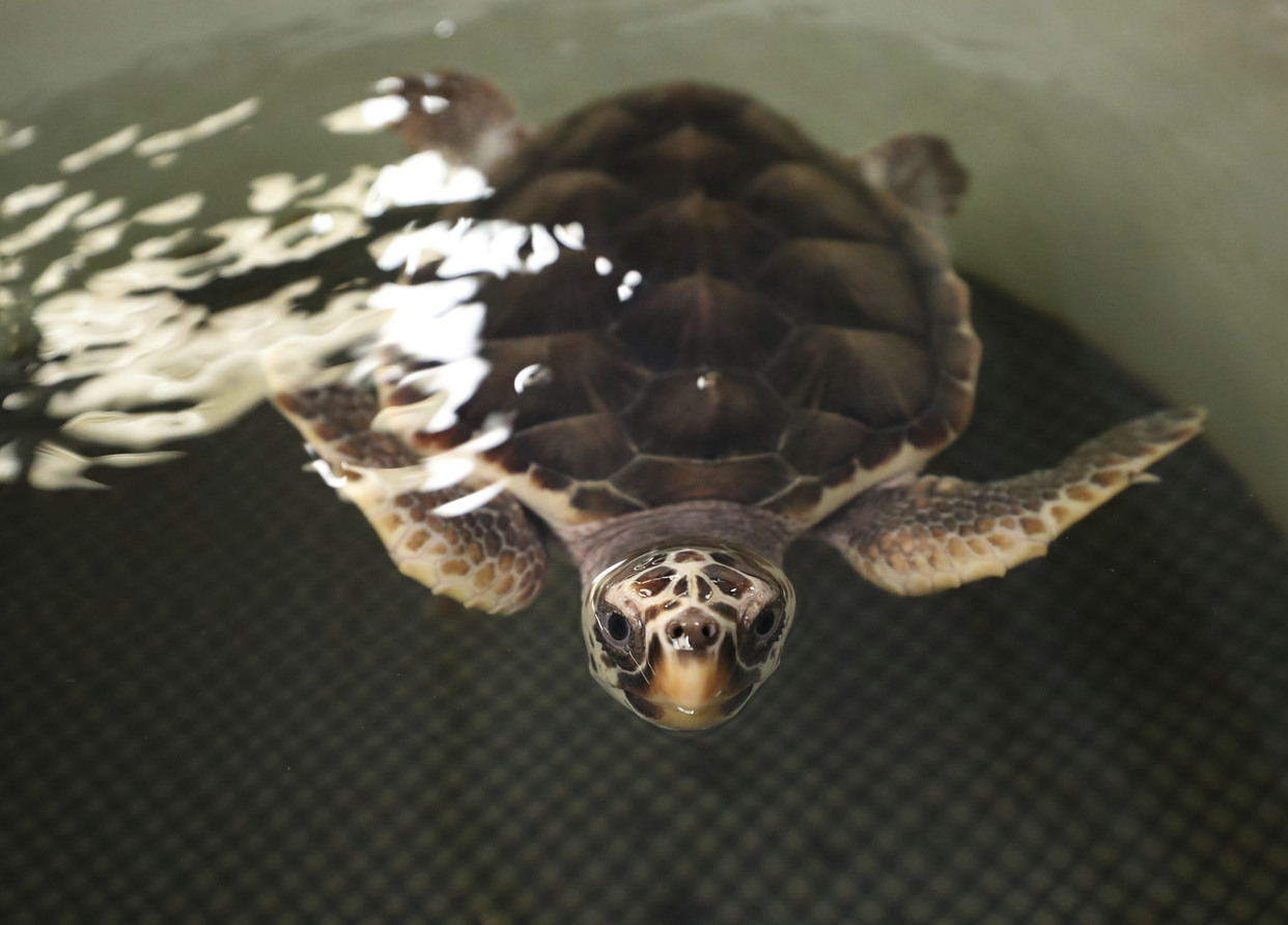 Fewer sea turtle hatchlings being cared for at Texas lab