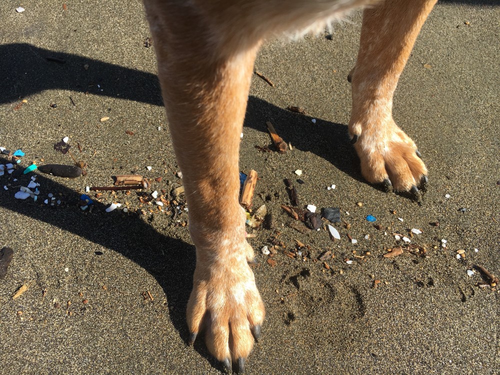 2017_Plastic_DogFeet_BeachCleanup