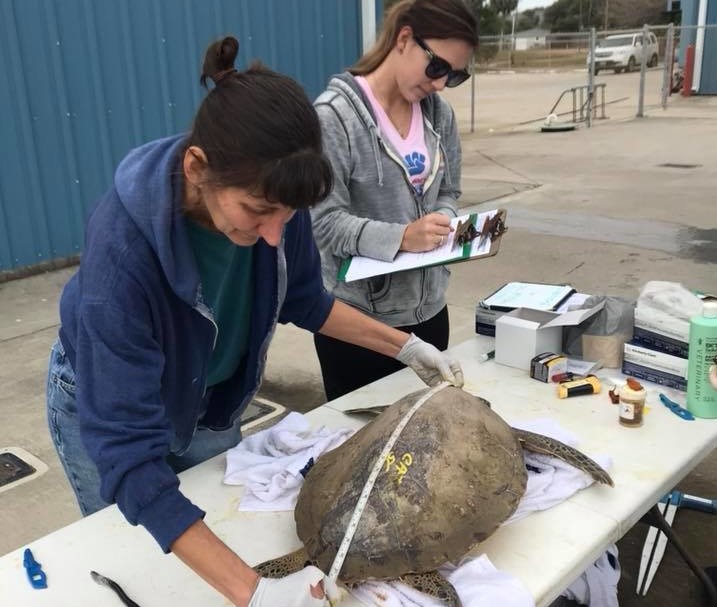 Measuring cold stunned sea turtle.