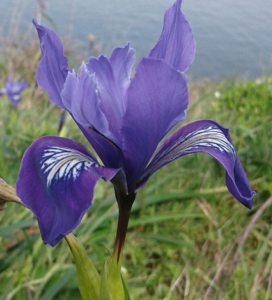 Douglas Iris (Iris douglasii), near Chimney Rock 