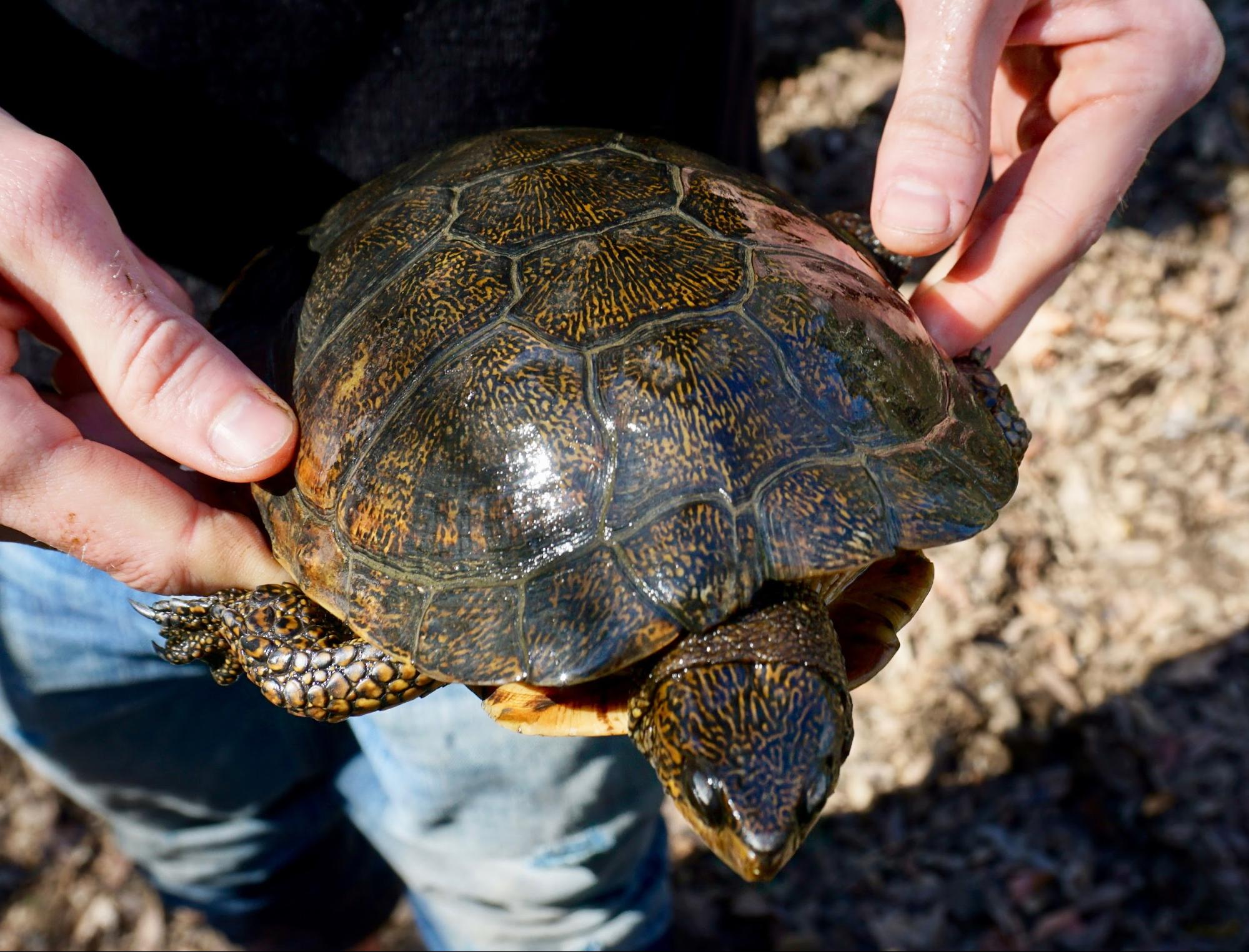 Western Pond Turtle in Lagunitas Creek, Caliornia