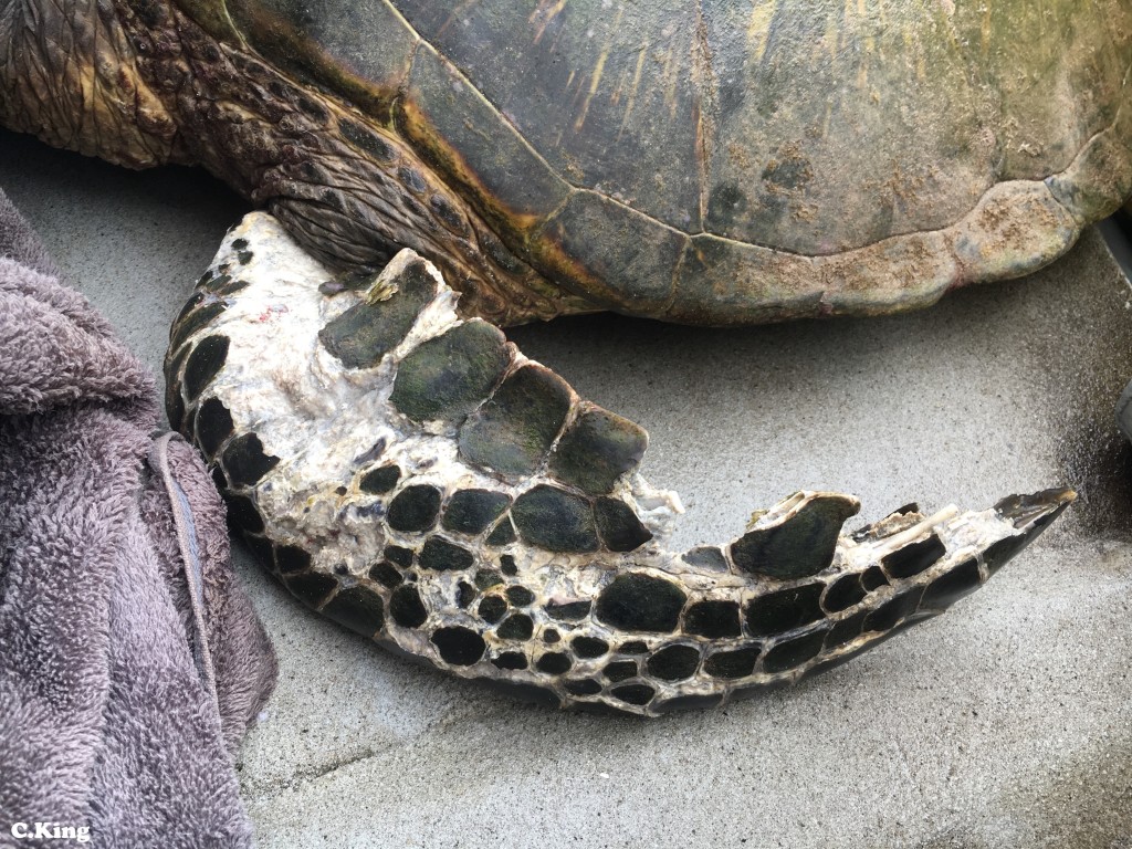 Sea turtle, necrotic flipper