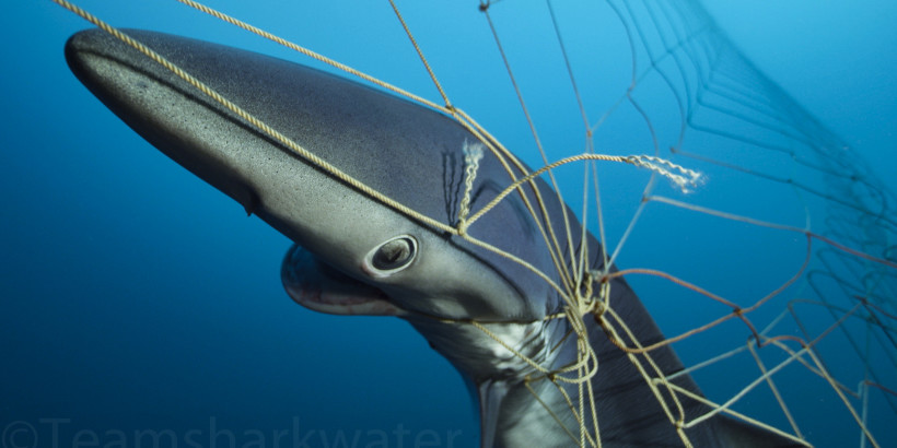 Senate Passes Bill to Protect Marine Wildlife from California Driftnets