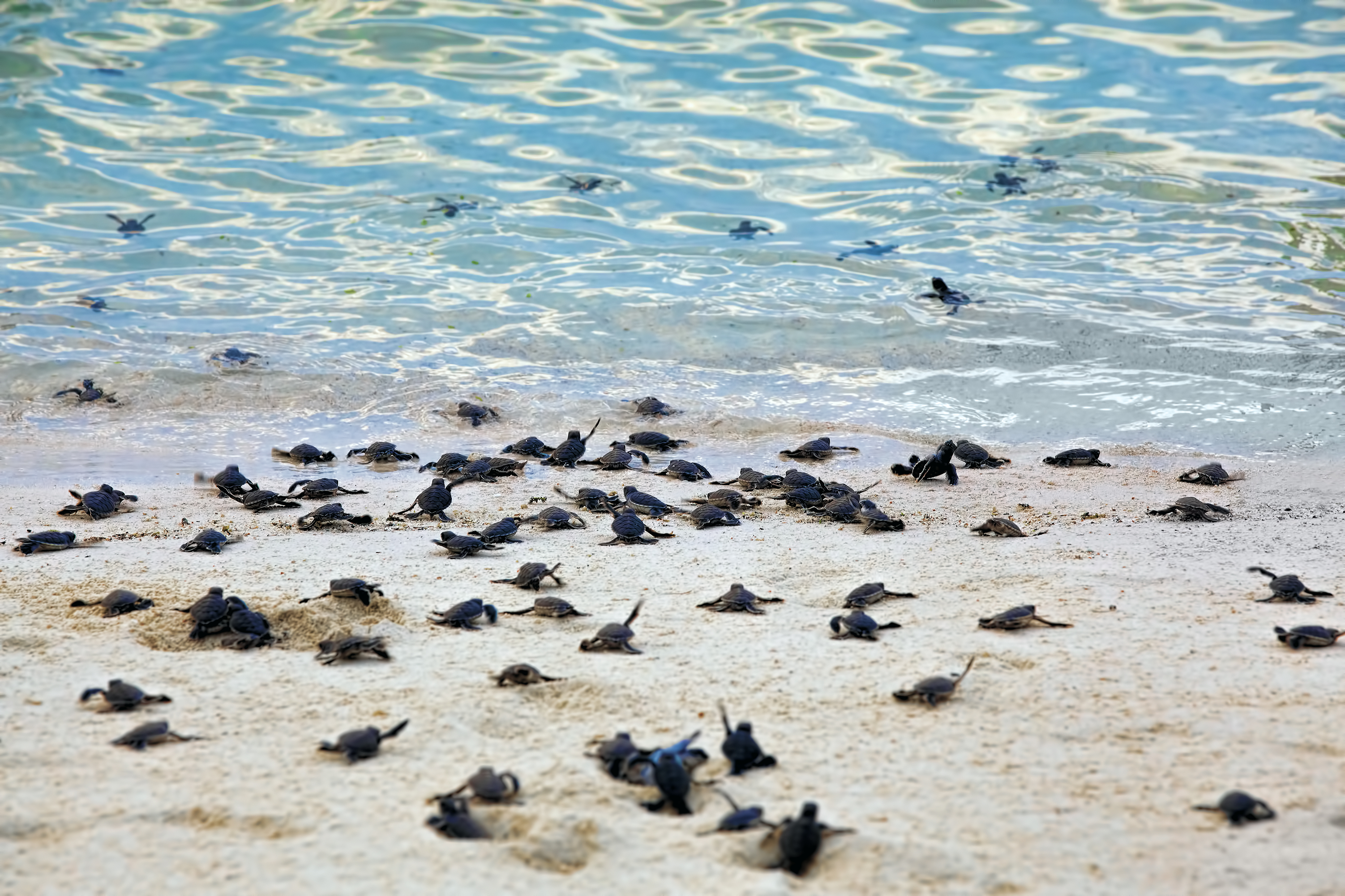 Protect Nesting Beaches Turtle Island Restoration Network