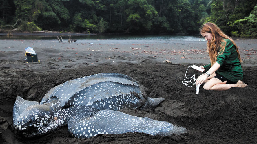 Leatherback Biologist Joins Turtle Island Restoration Network