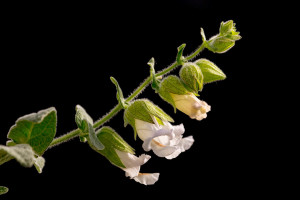 Pitcher Sage (Lepechinia calycina)