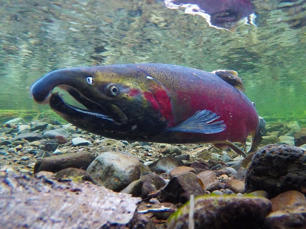 Massive Lagunitas Creek Restoration Breaks Ground to Benefit Endangered Salmon