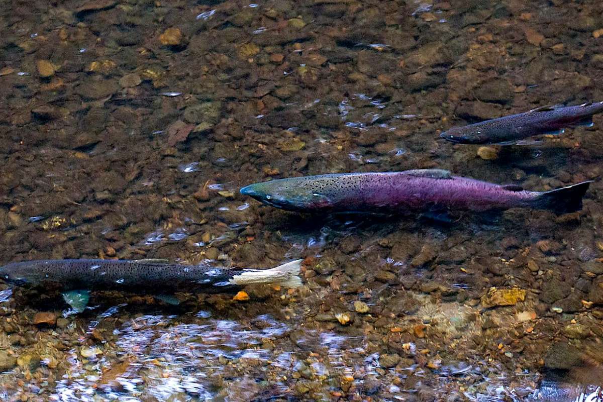 First Hard Rainfall Marks Beginning of Spawning Season, Creekwalk Tours for Critically Endangered Coho Salmon