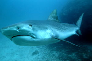 Todd Steiner, found and executive director of Turtle Island Restoration Network (TIRN) based in Marin County, tagged a 14-foot female tiger shark in Cocos Island National Park that is believed to have killed a scuba diver and seriously injure another in November 2017. | Photo by Kevin Weng, Turtle Island Restoration Network.