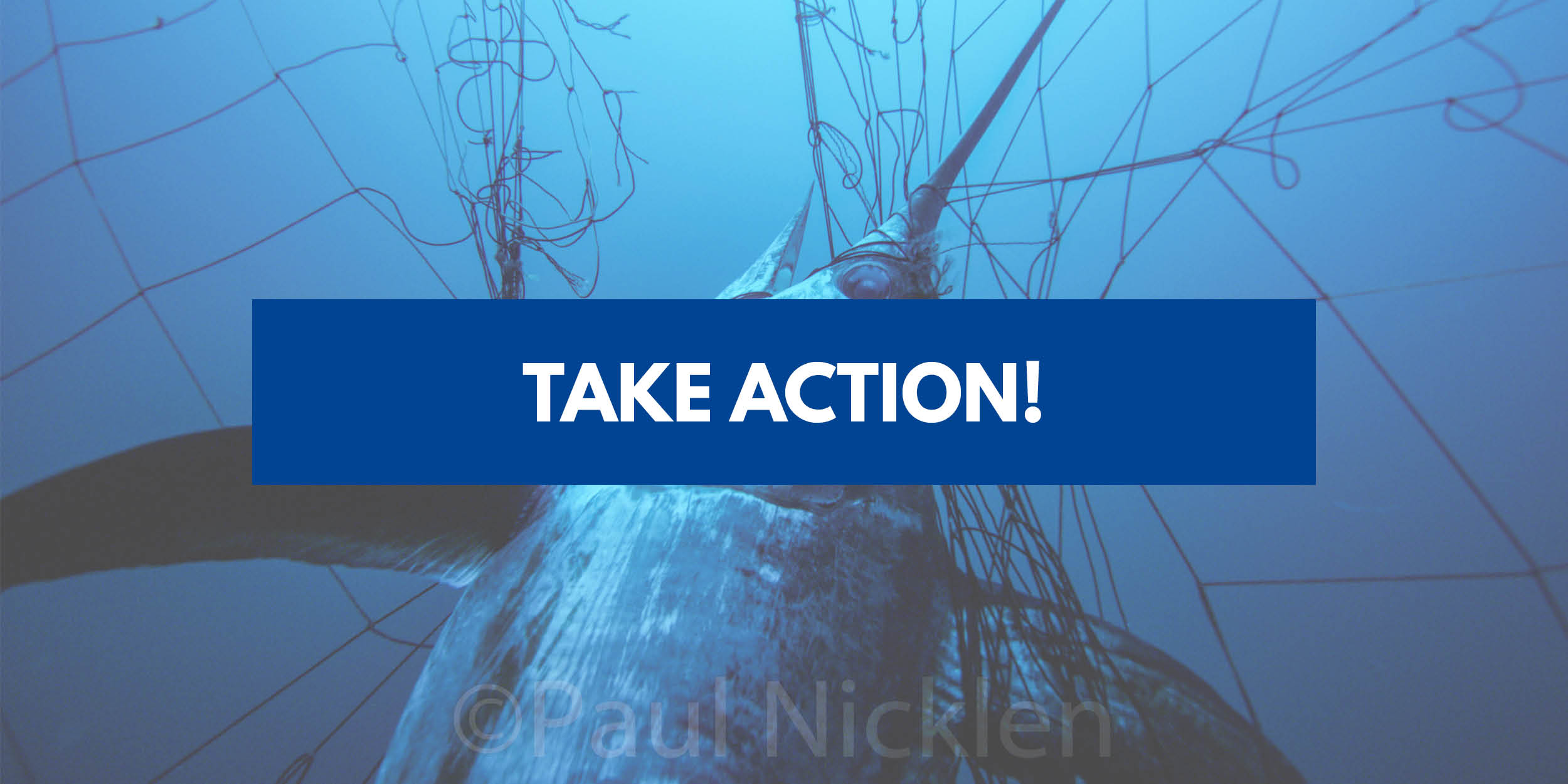 Urge Congress to Federally Ban Driftnets in Commercial Fishing