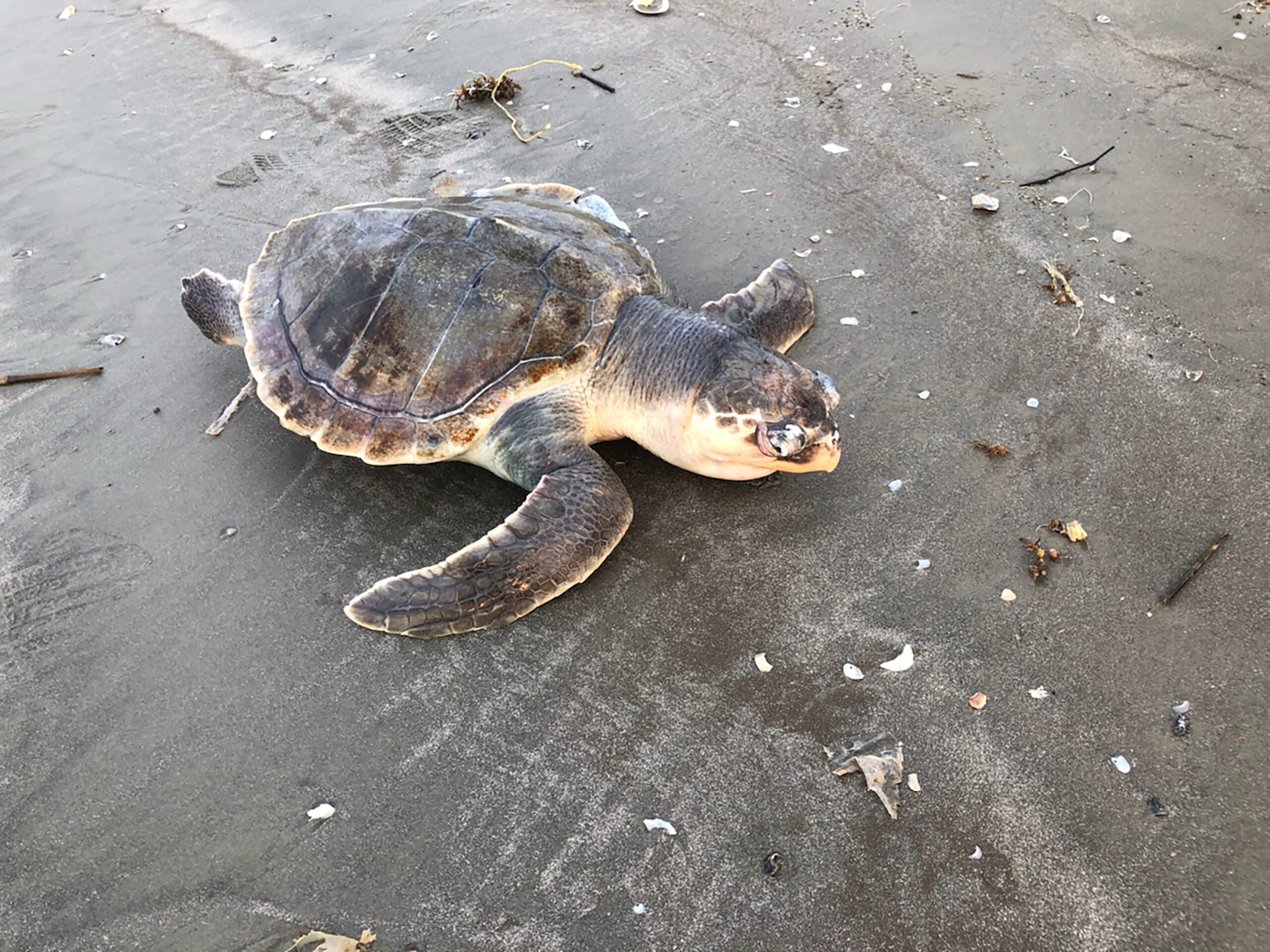 Record-Breaking Sea Turtles Strand on Texas Coast