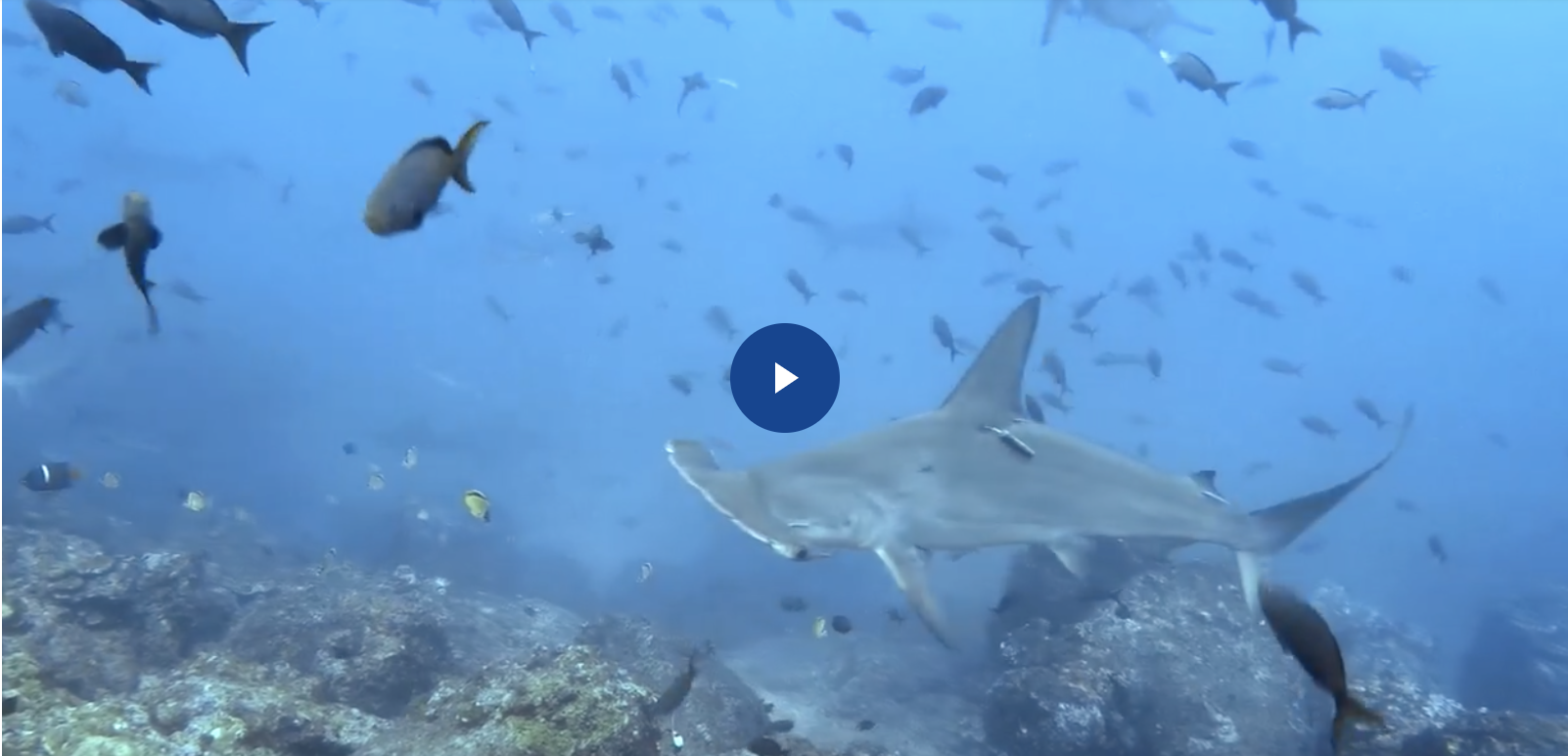 WATCH: Turtle Island Restoration Network’s Shark Research in Cocos Island