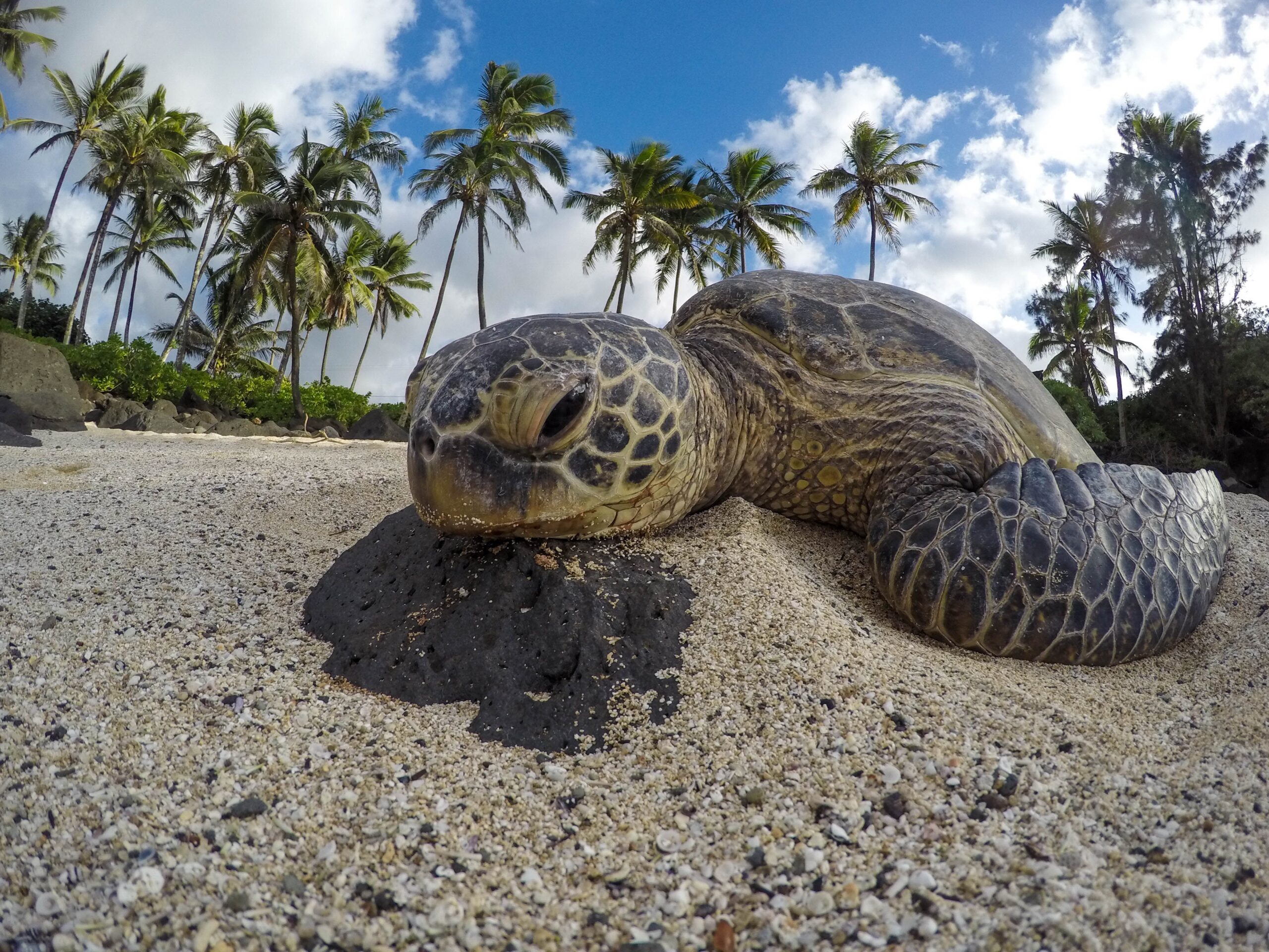 Federal Government Agrees to Protect Green Sea Turtle Habitat