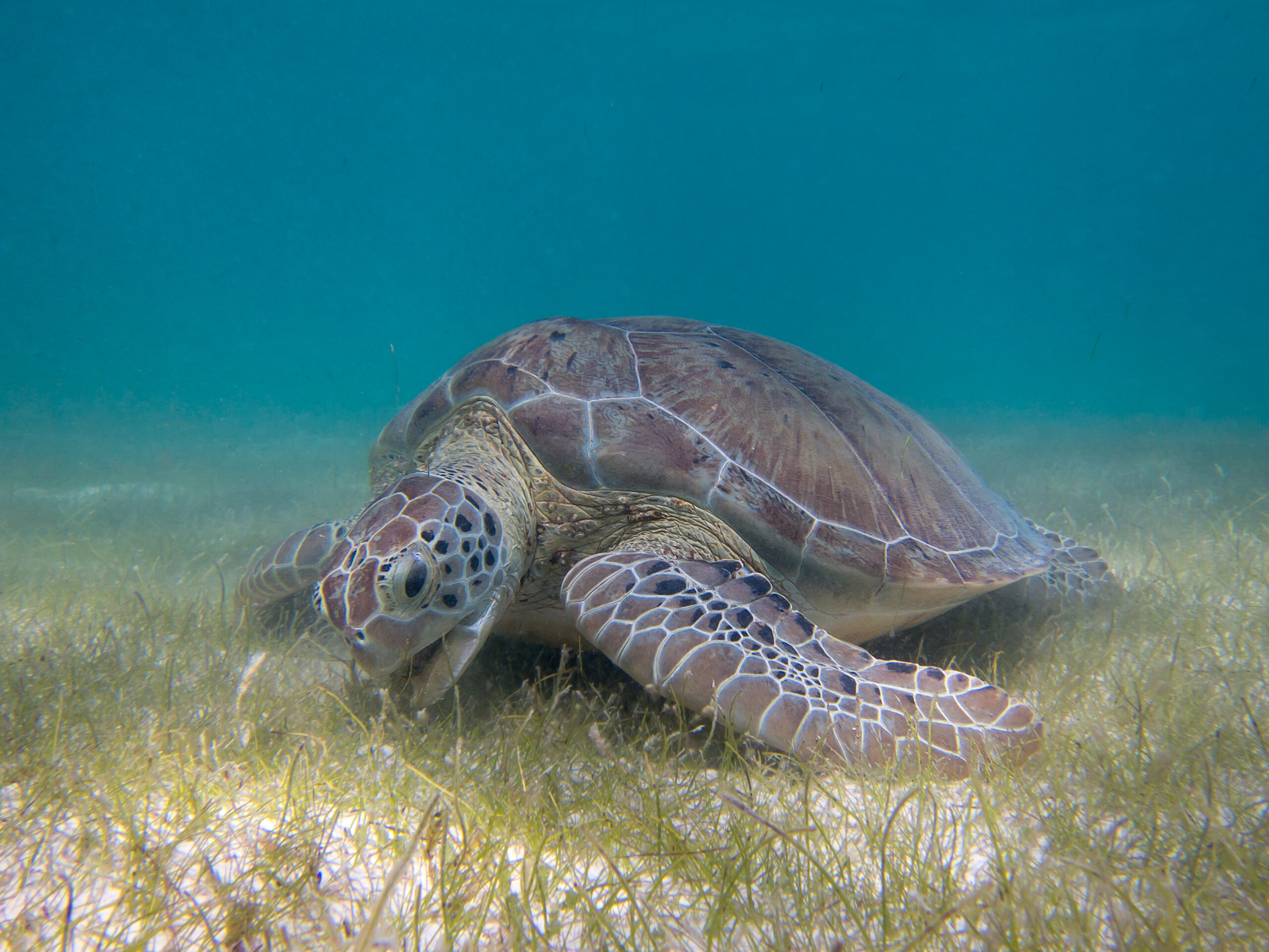 Green Sea Turtles Mistake Plastic for Food, Study Finds