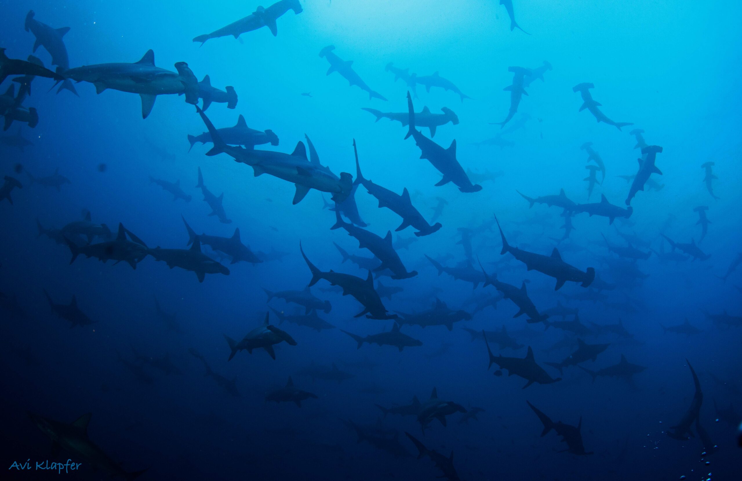 Five Ways You Can Help Save Sharks Every Week