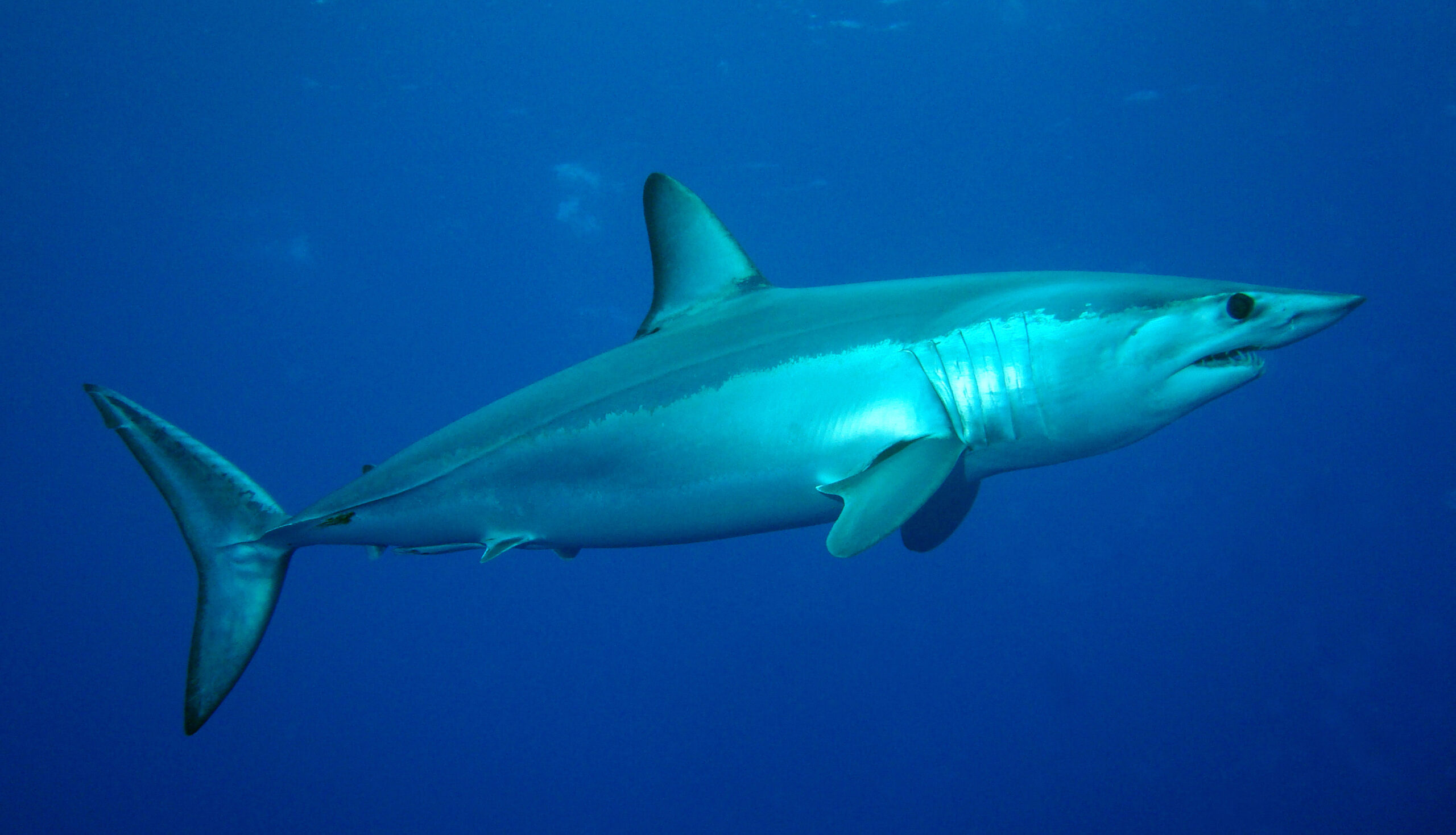 Despite U.S. Opposition, Mako Sharks Win Protections at International Wildlife Treaty Meeting