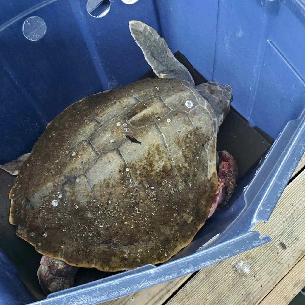 Injured Kemp’s Ridley Rescued from Fishing Line