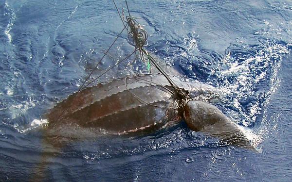 Activists: Authorizing a Longline Fishery off California Ensures Extinction of Leatherback Sea Turtles