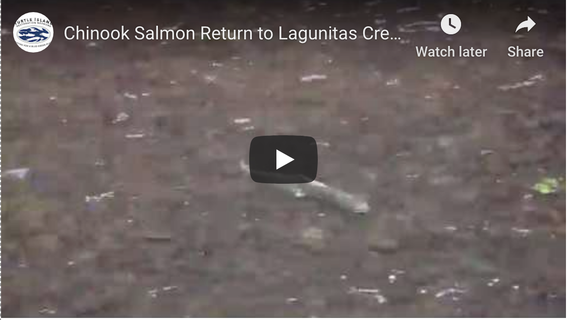 [VIDEO] Salmon Return to Marin County Creeks