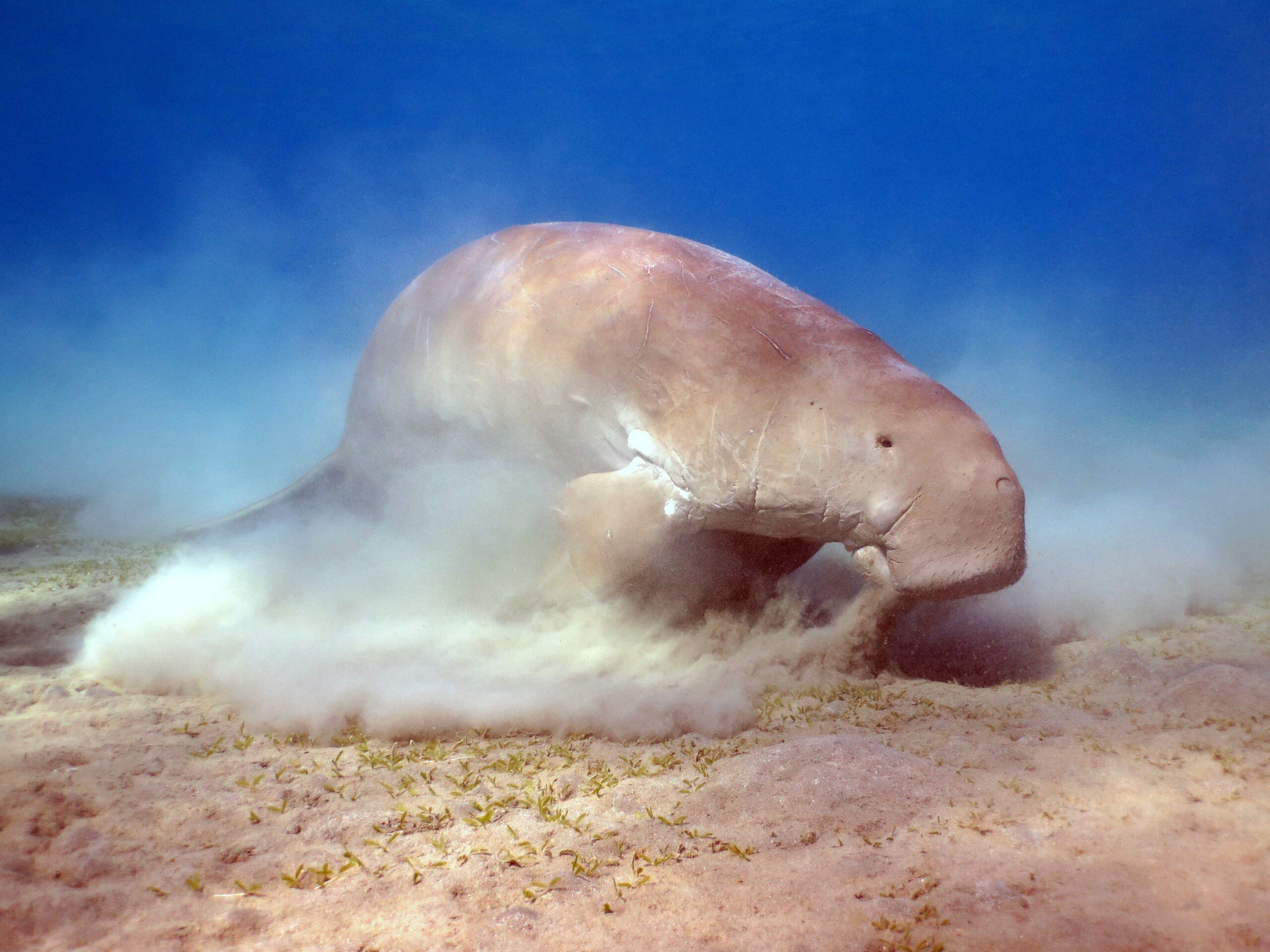 Dugong Defenders to Rally Monday at S.F. Hearing on U.S. Airbase’s Threat to Endangered Animals