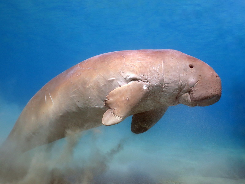 Save the Okinawa Dugong from a U.S. Military Base