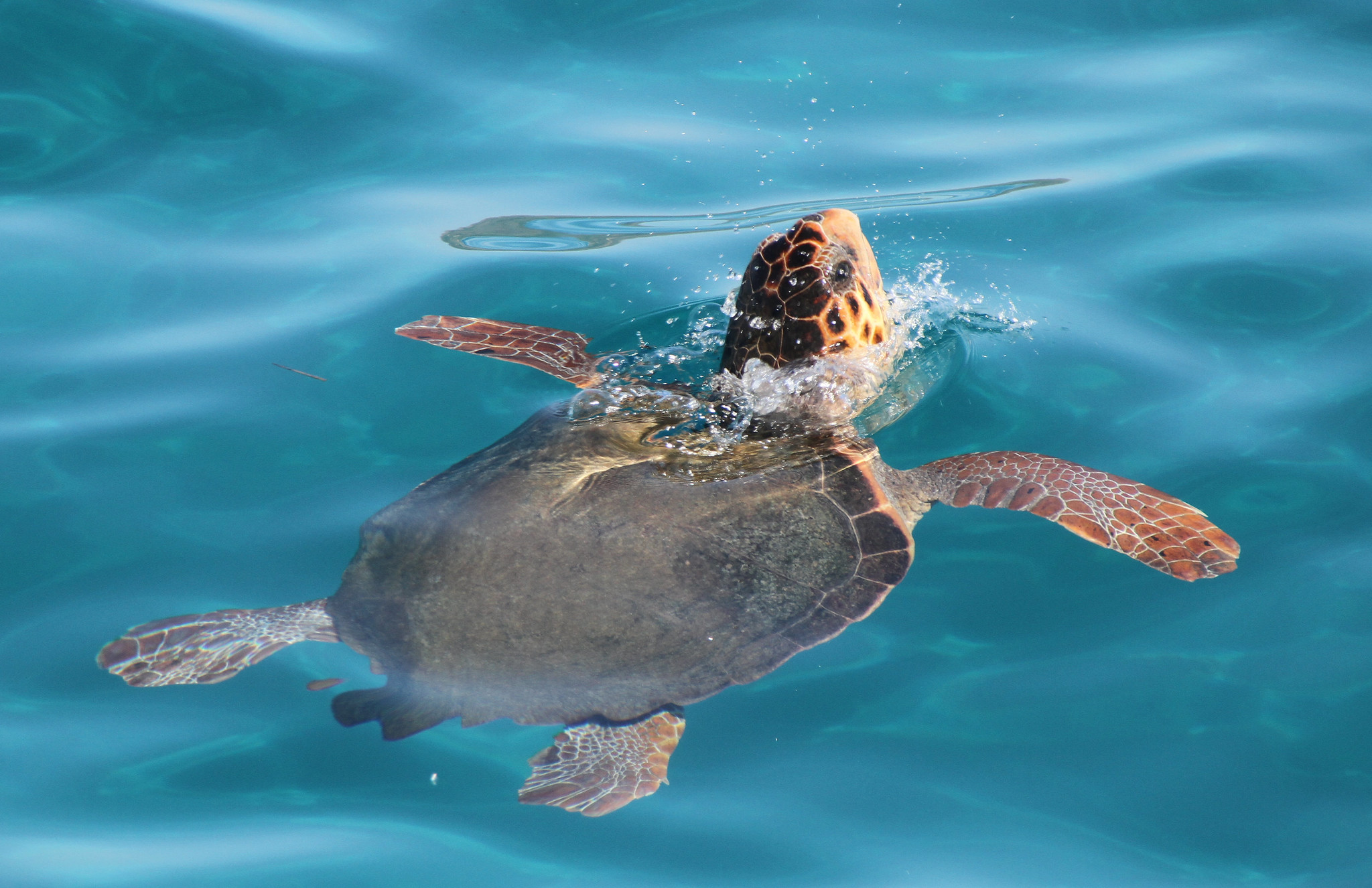 Protect Loggerhead Turtles from Hawai’i Longlines