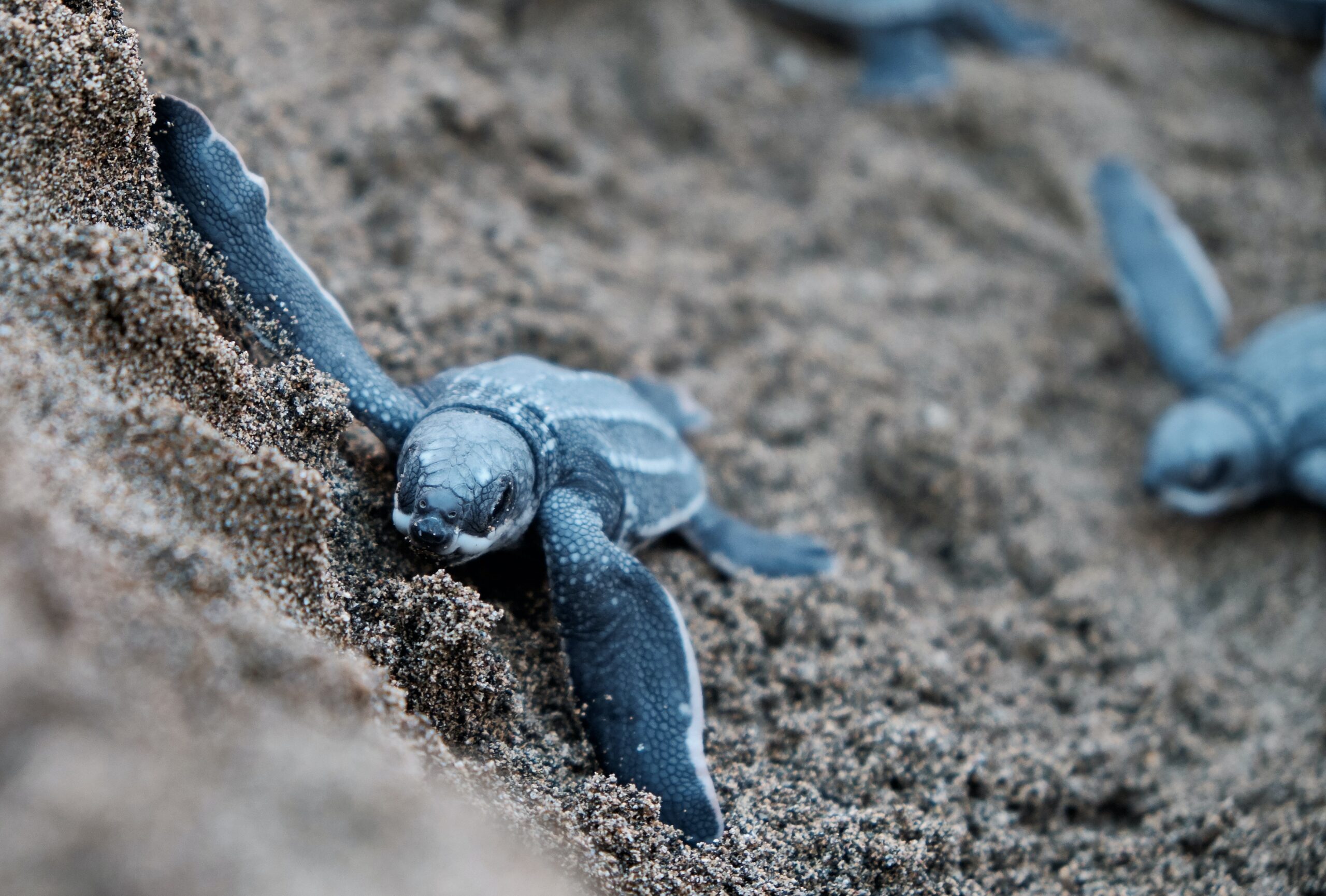 Report: All Seven Leatherback Sea Turtle Populations at High Extinction Risk