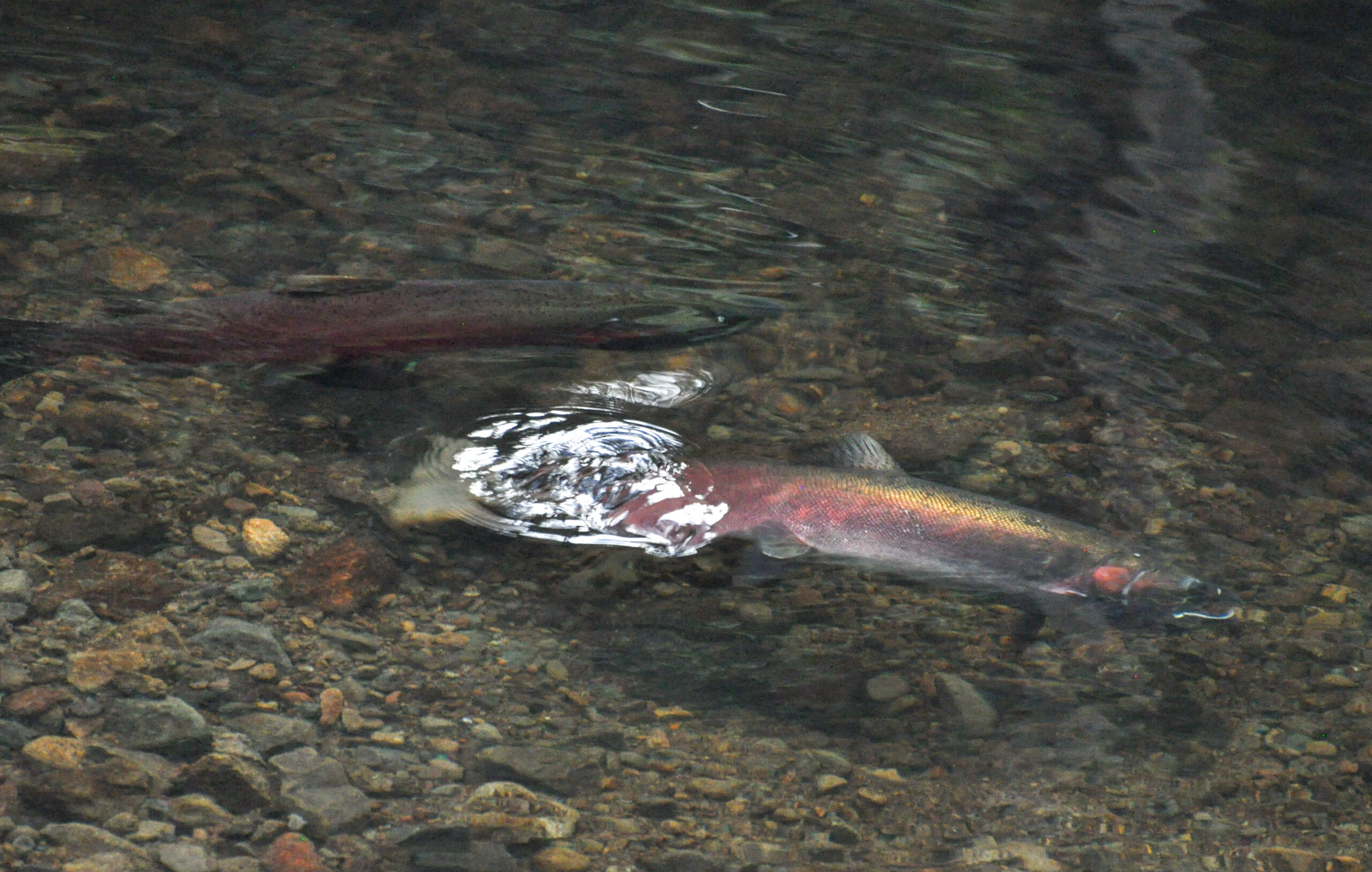 Salmon Sightings Mark Beginning of Spawning Season in Marin County