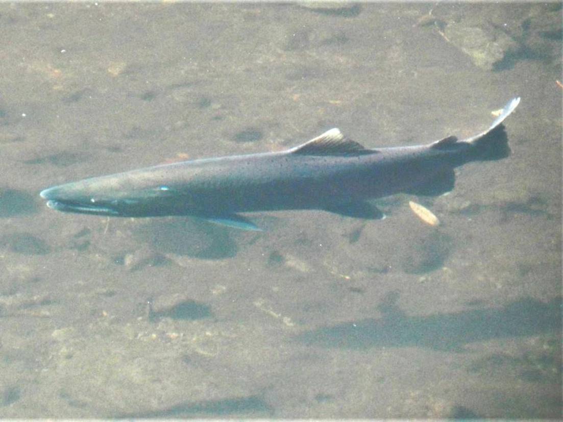 Salmon Spawning Season in Marin County Starts Late