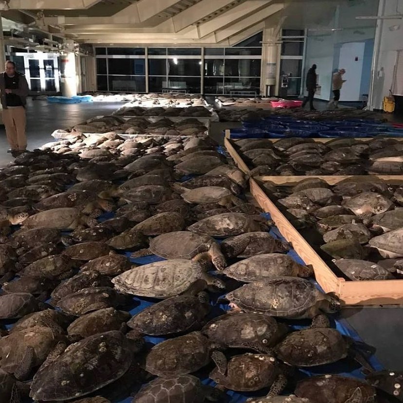 More Than 10,000 Sea Turtles Recorded During Largest Cold Stunning Event in U.S. History